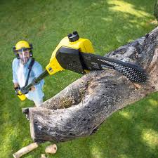 Best Weed Control  in St Petersburg, FL